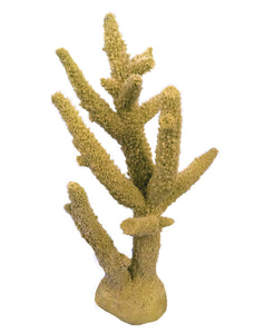 Branch Coral (Acropora Florida)