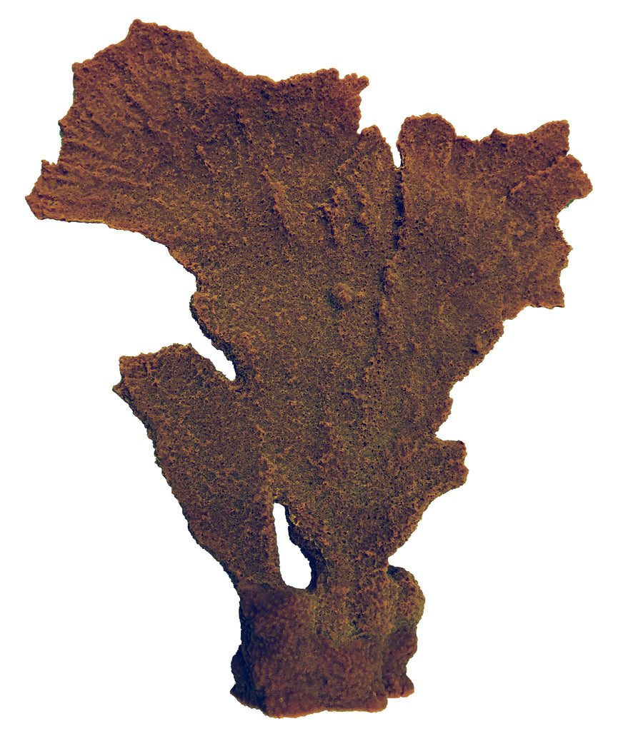 Acropora Palmata - Elkhorn Coral #01402 – RocknReefs Inc.